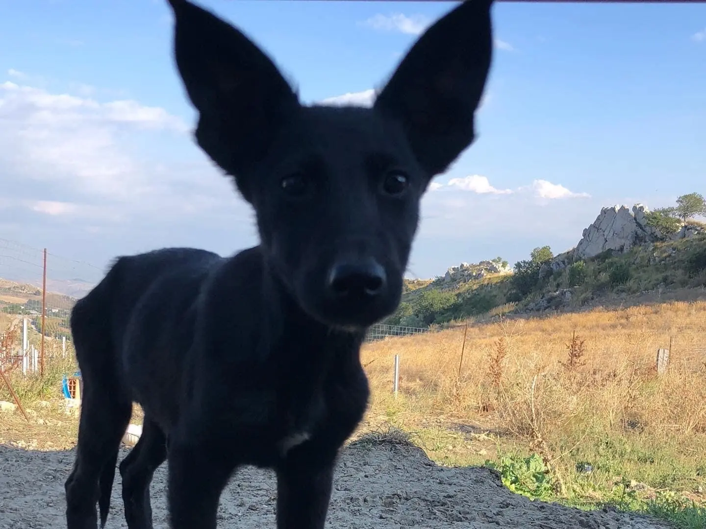 Vuoi adottare un cane a Caltanissetta?