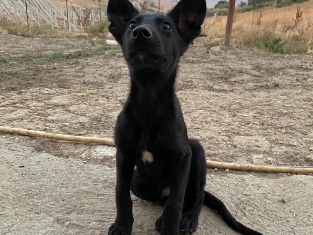 Adotta un cane, maschio, 3 anni e 3 mesi, Caltanissetta