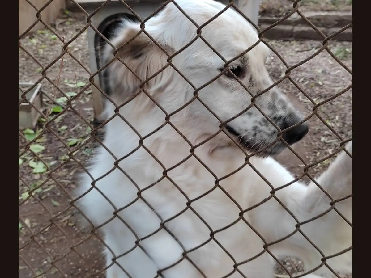 Foto 3 dell'animale