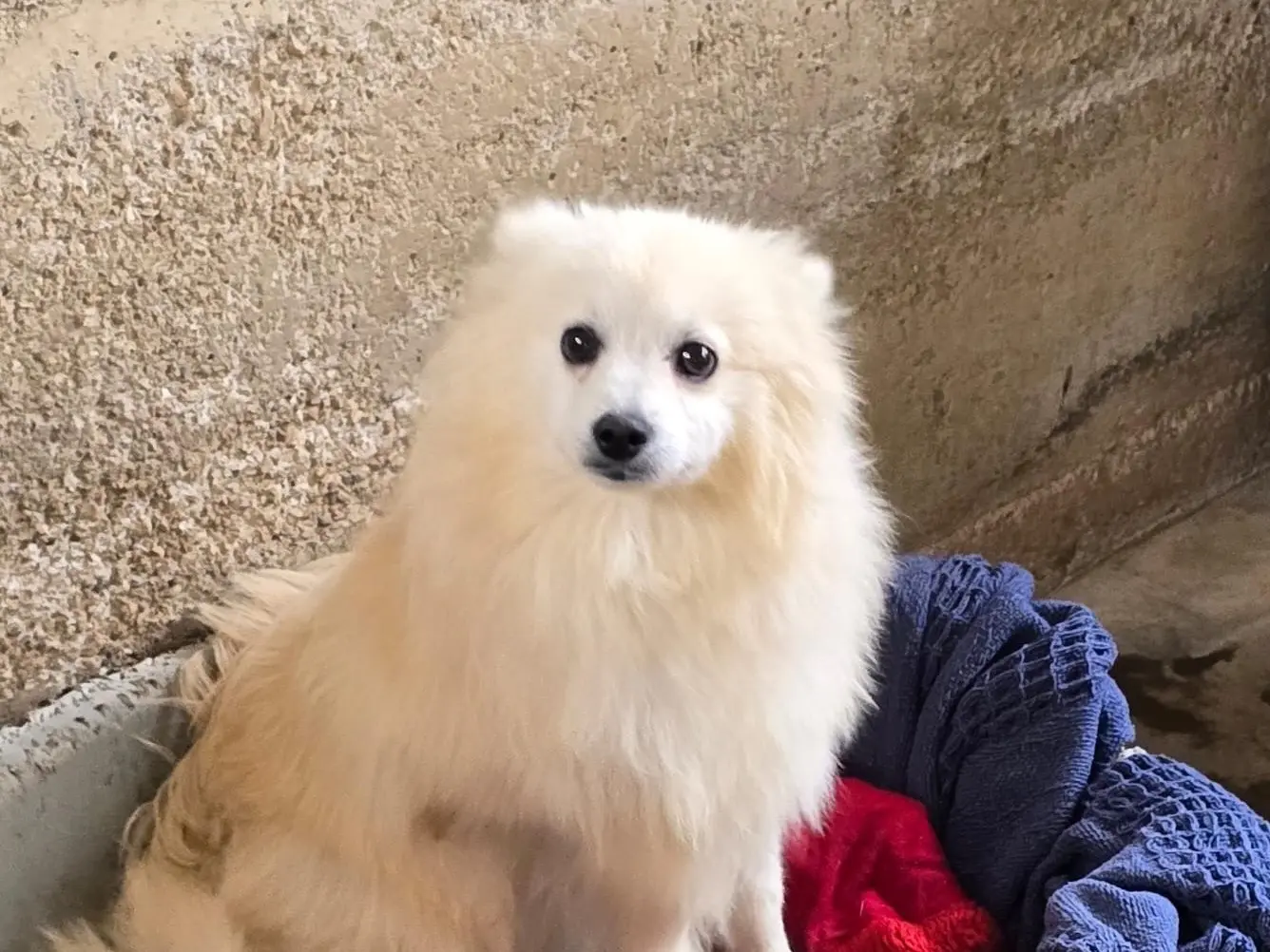 Adozione cane, maschio, Volpino di Pomerania Razza sconosciuta, 3 anni e 2 mesi, taglia piccola, Caserta