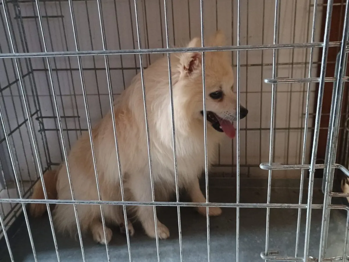 Adotta un cane, maschio, 3 anni e 2 mesi, Caserta