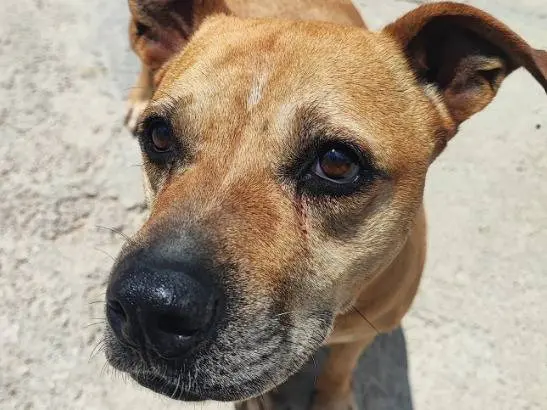 Adozione cane, femmina, Razza sconosciuta Razza sconosciuta, 10 anni e 10 mesi, taglia piccola, Napoli