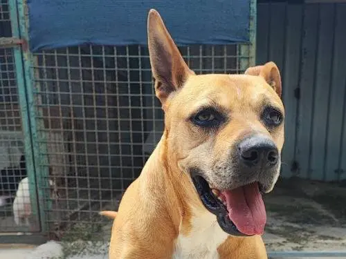 Adotta un cane, femmina, 10 anni e 10 mesi, Napoli