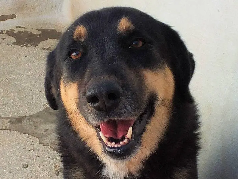 Adotta un cane, femmina, 6 anni, Frosinone