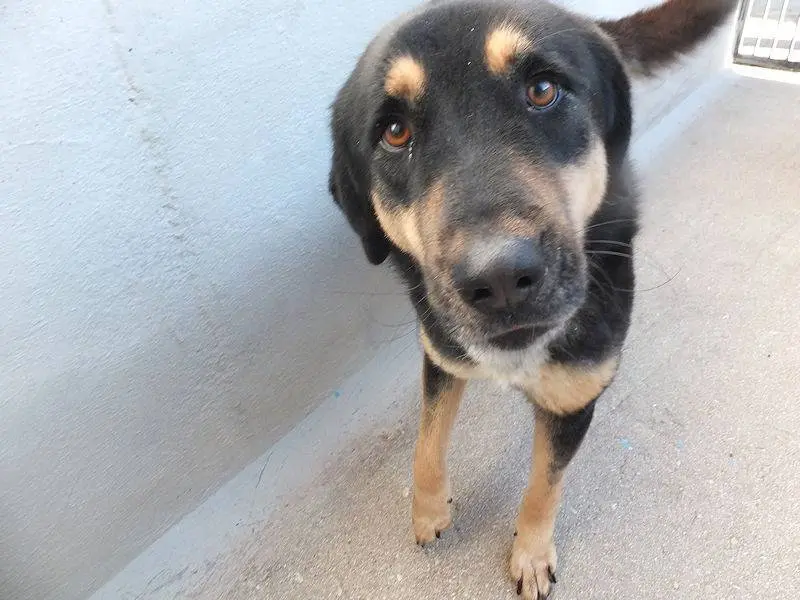 Adotta il cane AFRICA a Frosinone