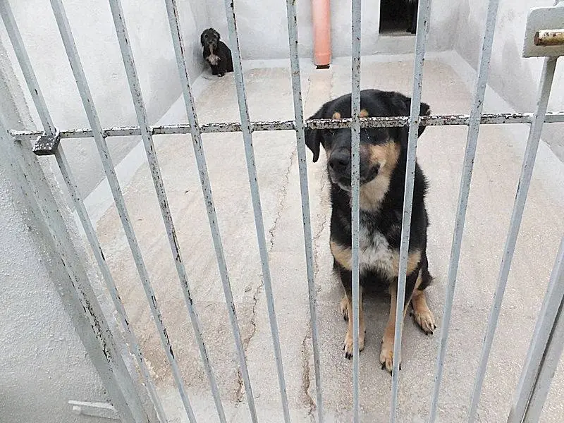 Adotta un cane, taglia grande, femmina, Frosinone