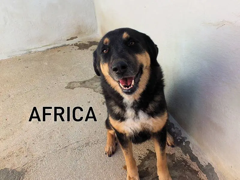 Adozione cane, femmina, Razza sconosciuta Razza sconosciuta, 6 anni, taglia grande, Frosinone