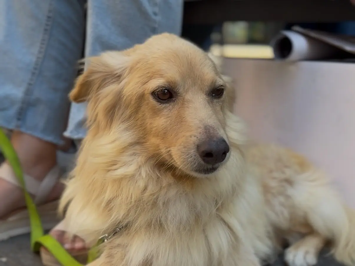 Adotta un cane, maschio, 8 anni e 4 mesi, Messina