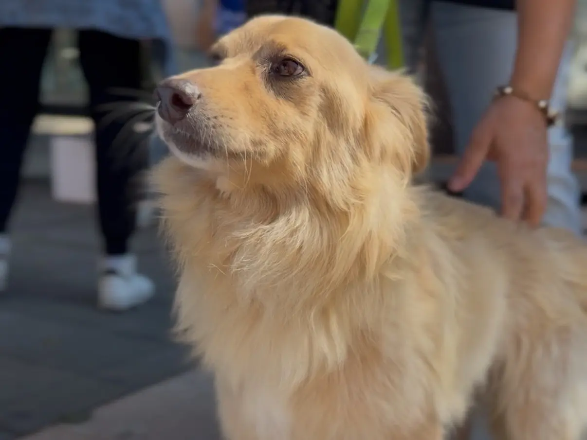 Adotta un cane, taglia media contenuta, maschio, Messina