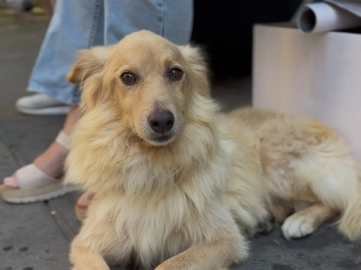 Adozione cane, maschio, Razza sconosciuta Razza sconosciuta, 8 anni e 4 mesi, taglia media contenuta, Messina