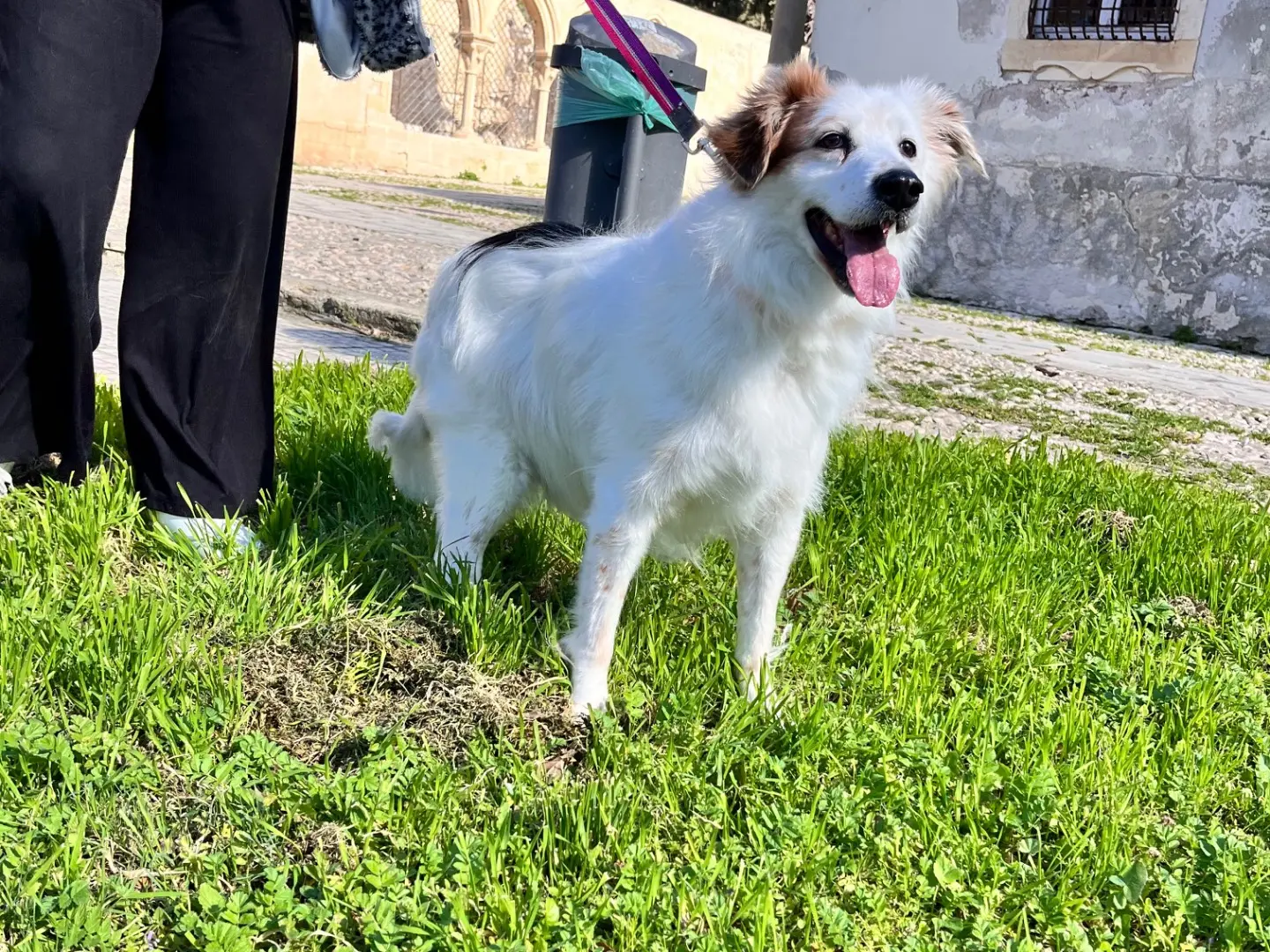 Foto 3 dell'animale
