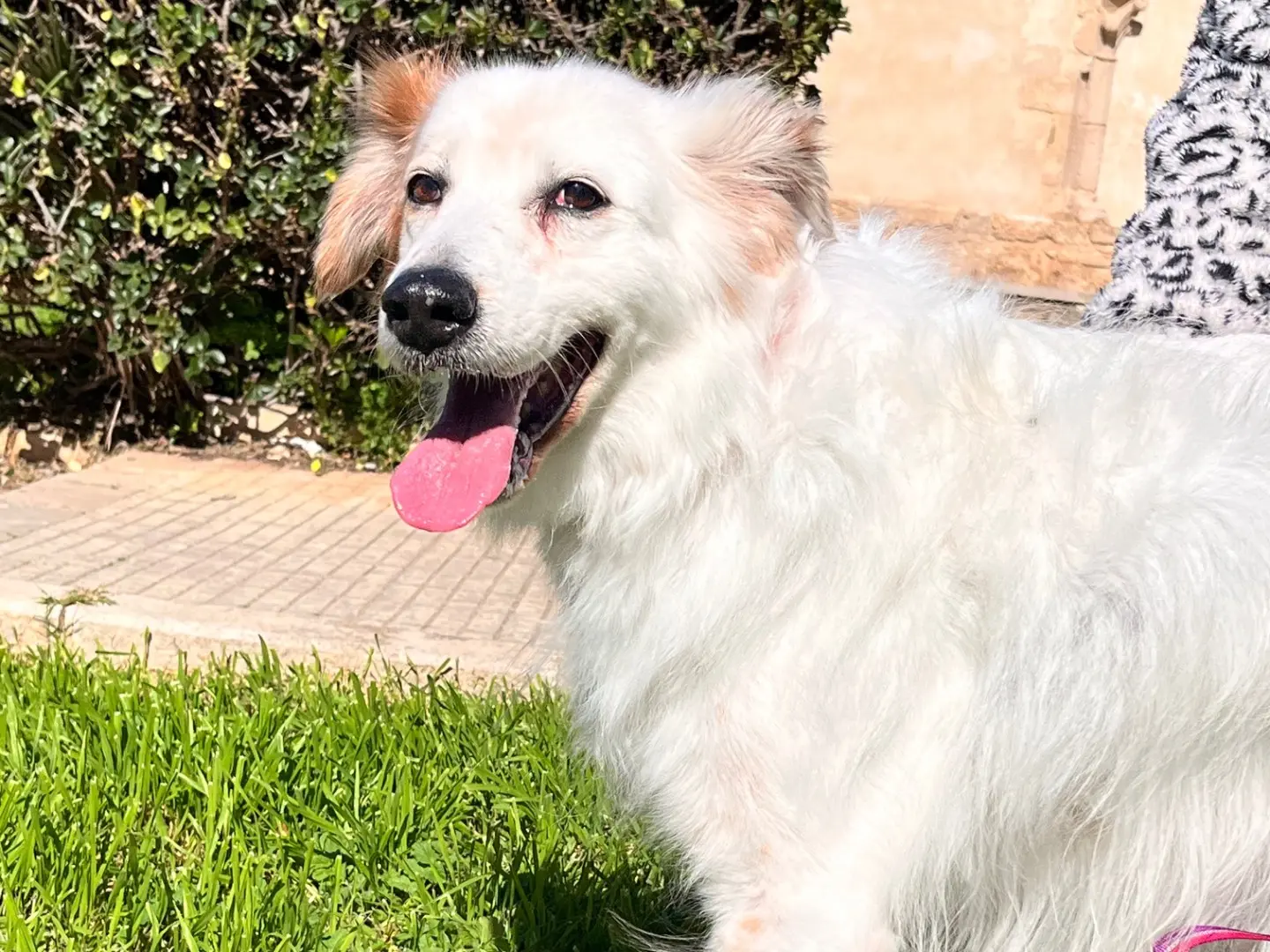 Adotta un cane, maschio, 6 anni e 8 mesi, Siracusa