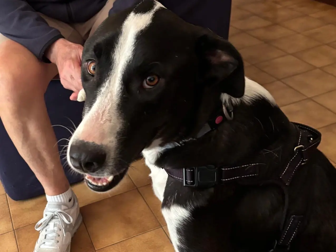 Adozione cane, femmina, Razza sconosciuta Razza sconosciuta, 3 anni e 1 mese, taglia grande, Latina