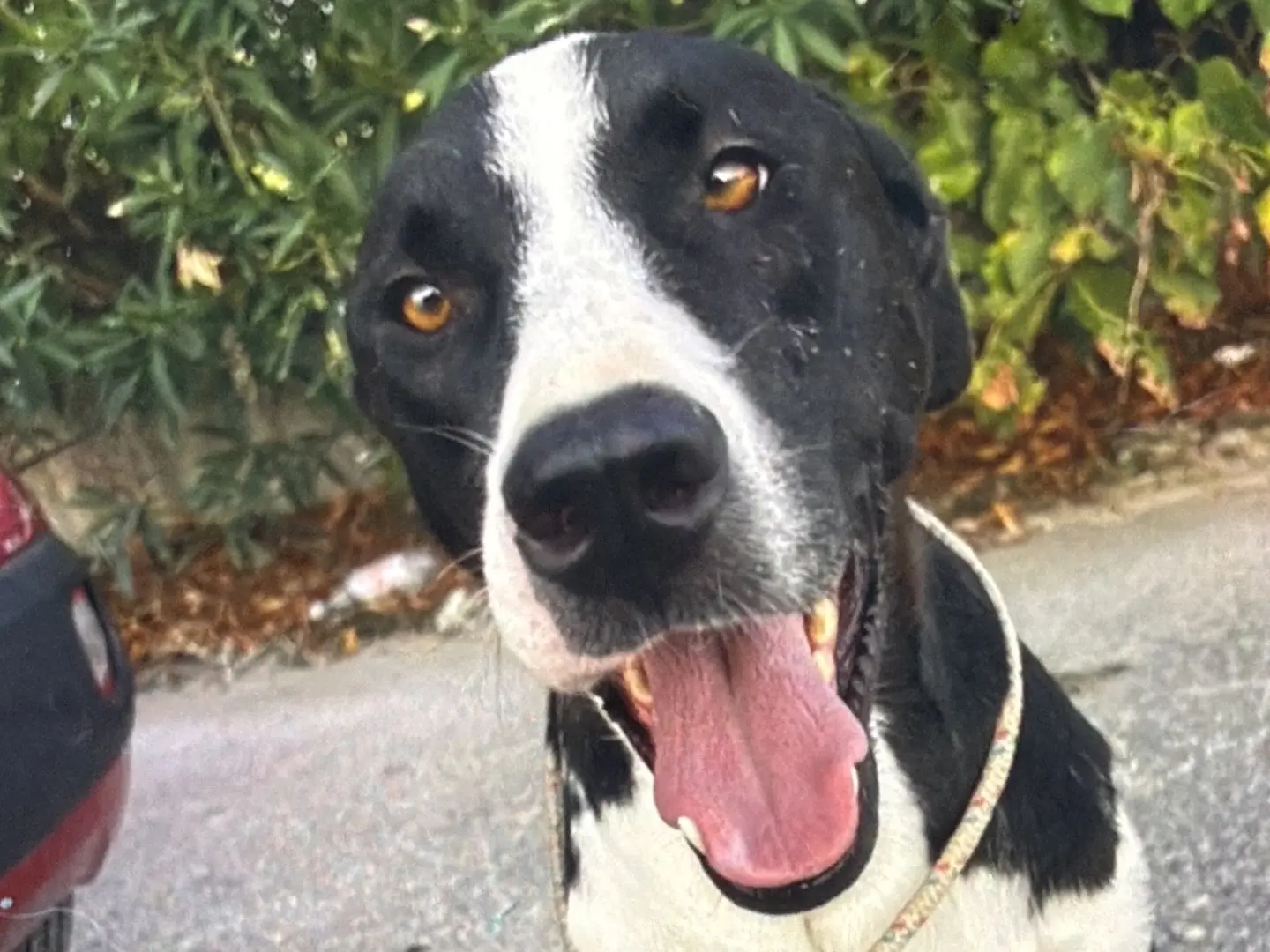 Adotta un cane, taglia grande, femmina, Latina