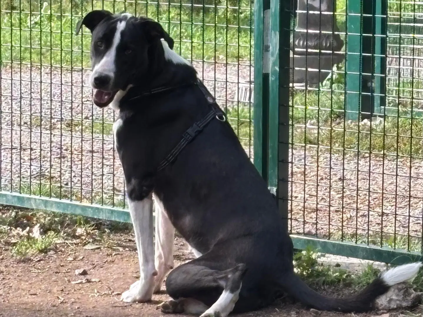Adotta un cane, femmina, 3 anni e 1 mese, Latina