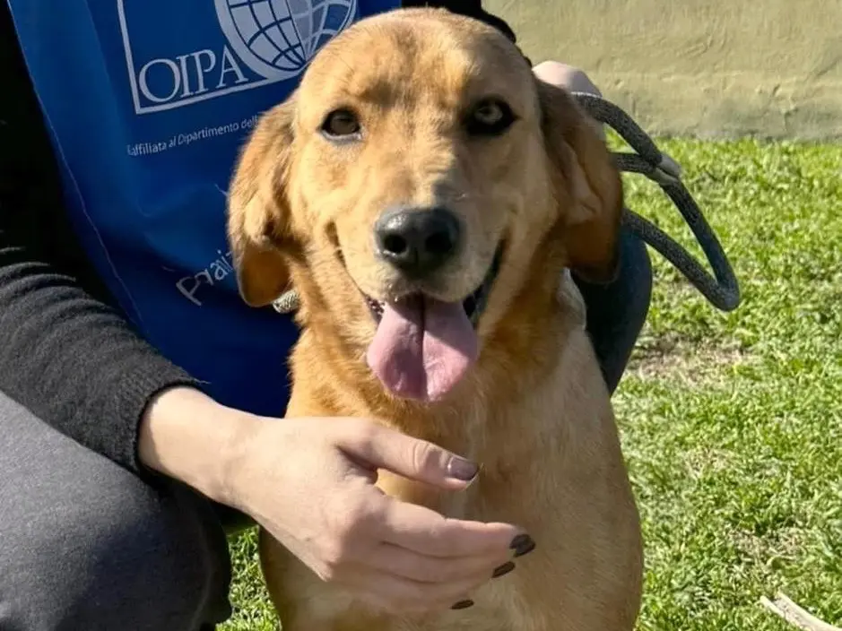 Adotta un cane, femmina, 4 anni e 4 mesi, Napoli