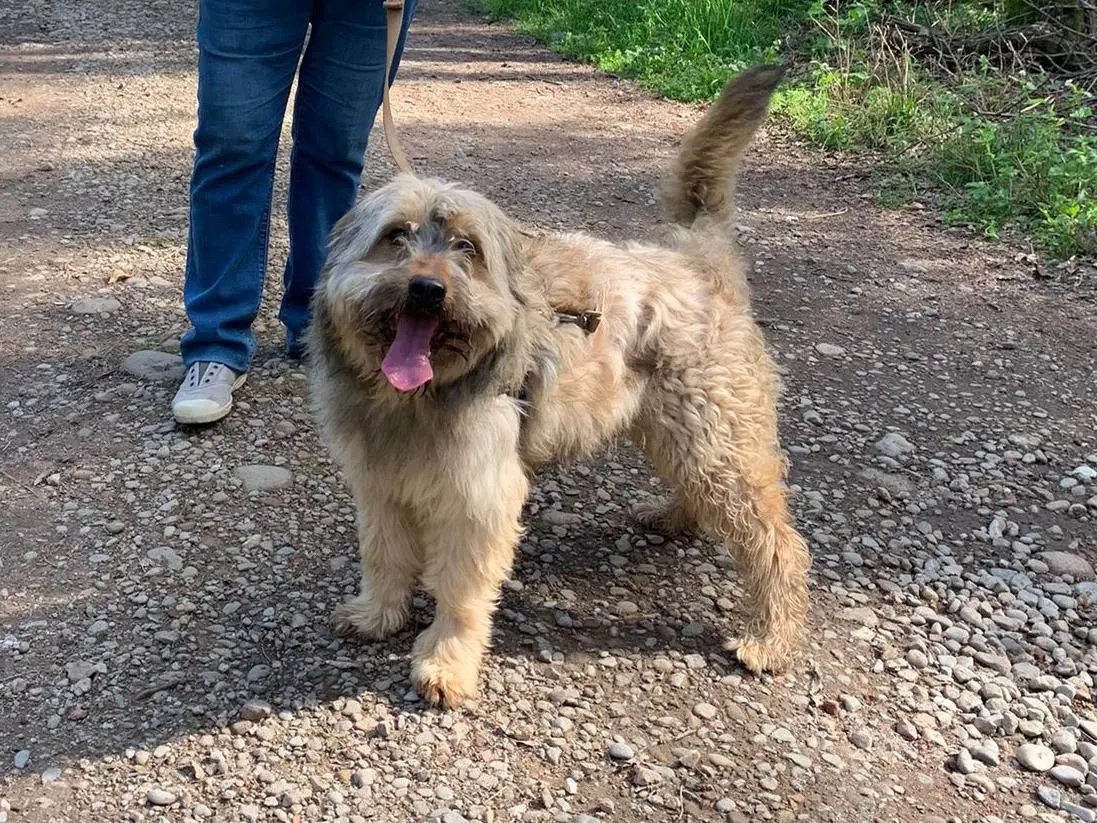 Vuoi adottare un cane a Milano?