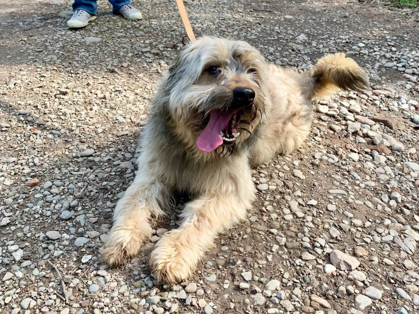 Adotta un cane, taglia media contenuta, maschio, Milano