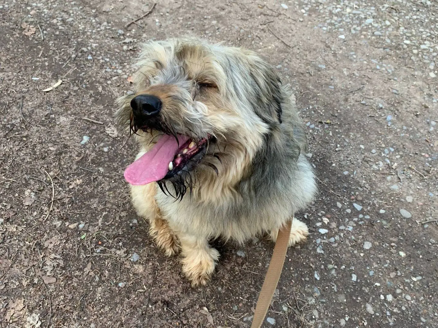Adotta il cane Idon a Milano