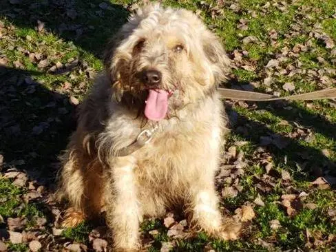 Adotta un cane, maschio, 5 anni e 8 mesi, Milano