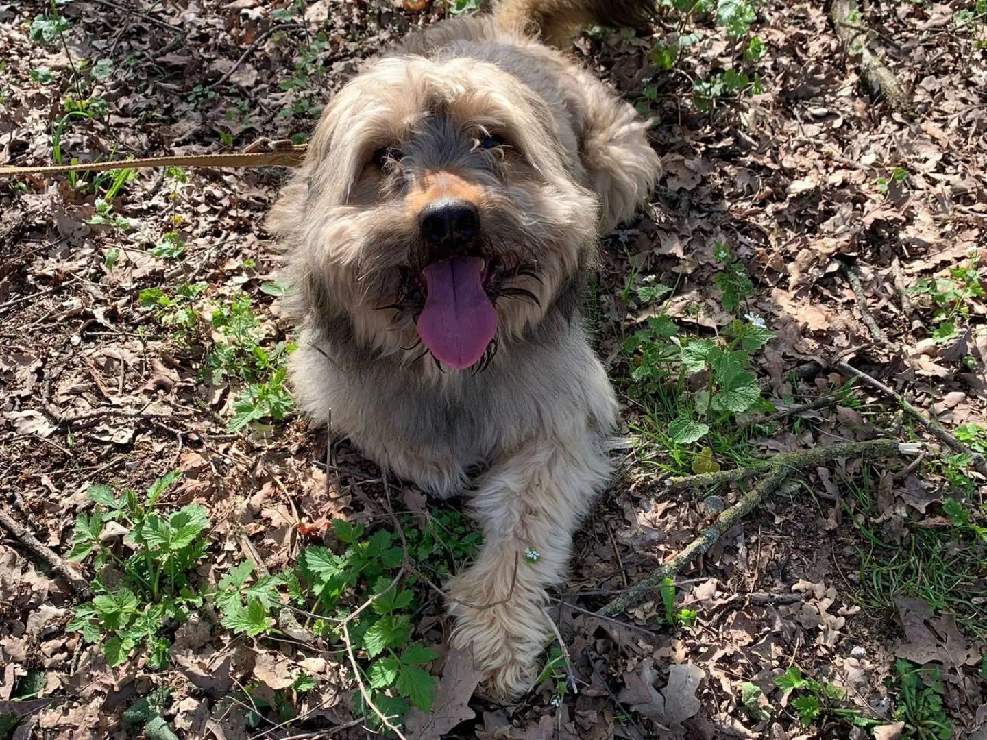 Adozione cane, maschio, Lagotto, 5 anni e 8 mesi, taglia media contenuta, Milano