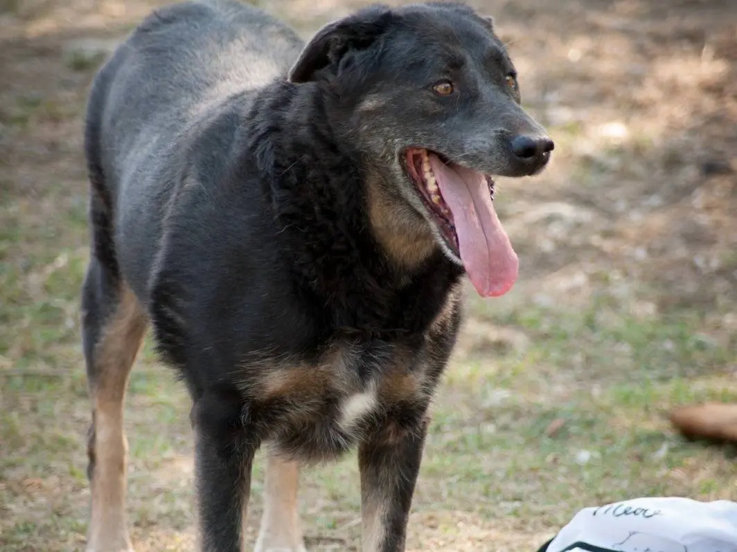 Adotta un cane, maschio, 7 anni e 4 mesi, Frosinone