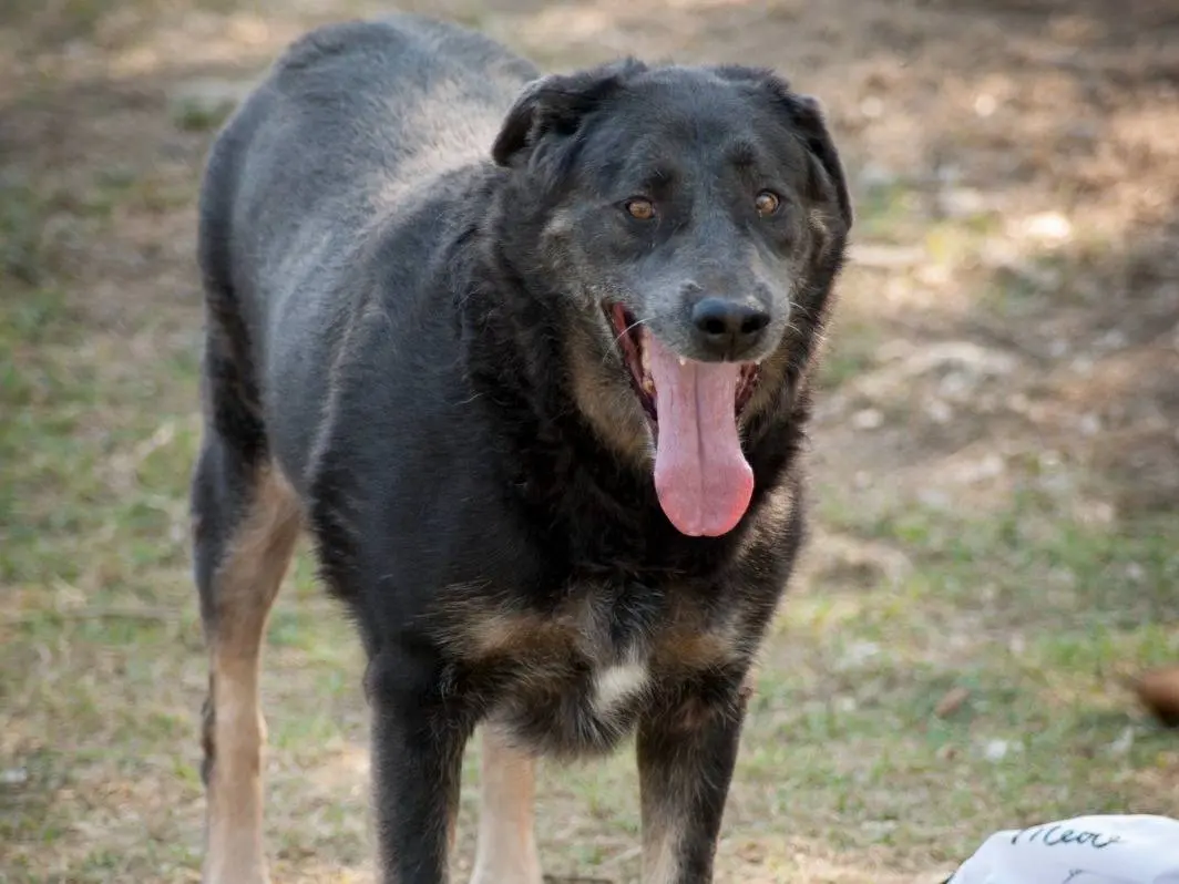 Adotta il cane BORIS a Frosinone