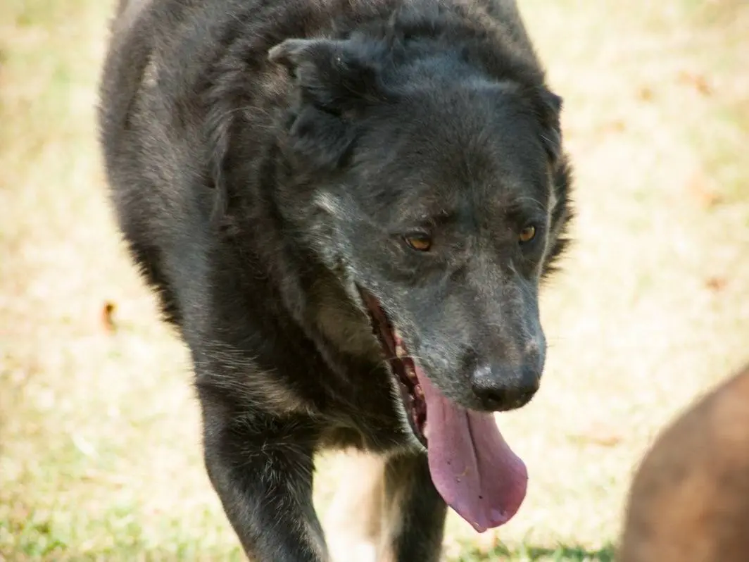 Vuoi adottare un cane a Frosinone?