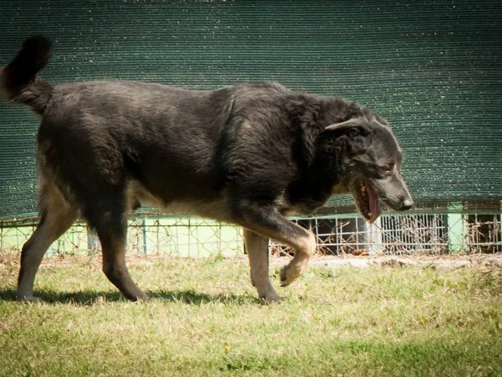 Adotta un cane, taglia grande, maschio, Frosinone