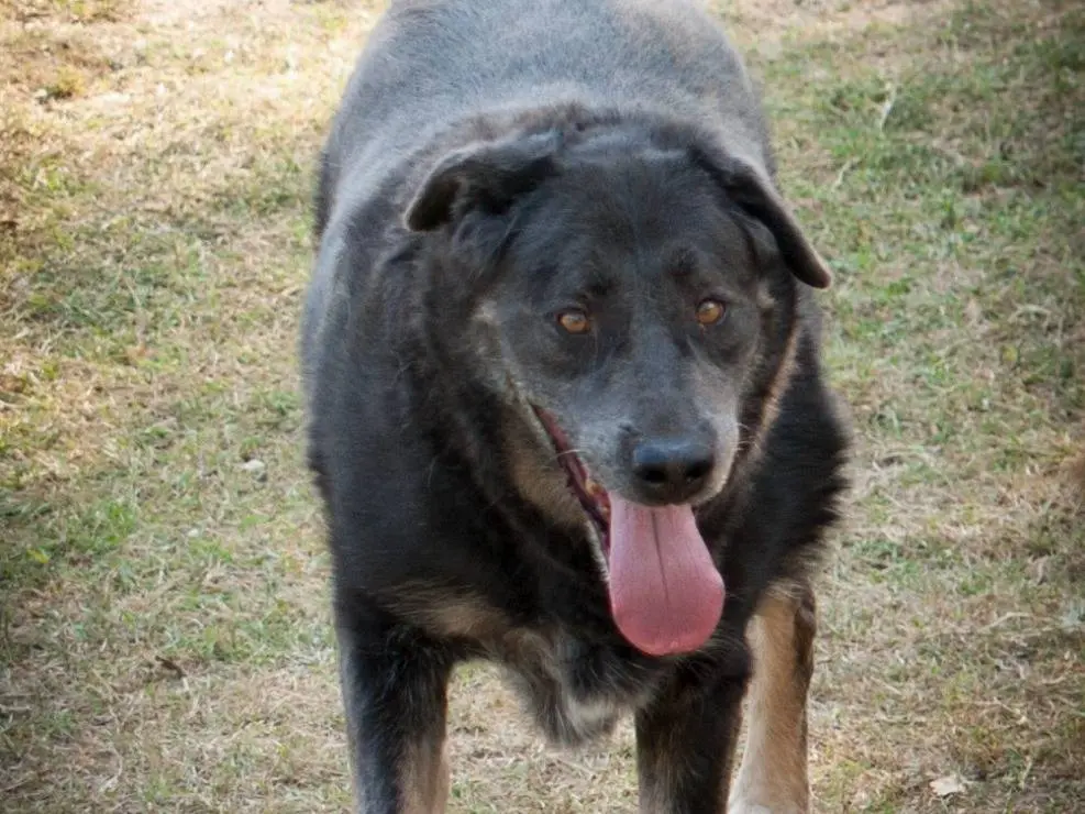 Adozione cane, maschio, Razza sconosciuta Razza sconosciuta, 7 anni e 4 mesi, taglia grande, Frosinone