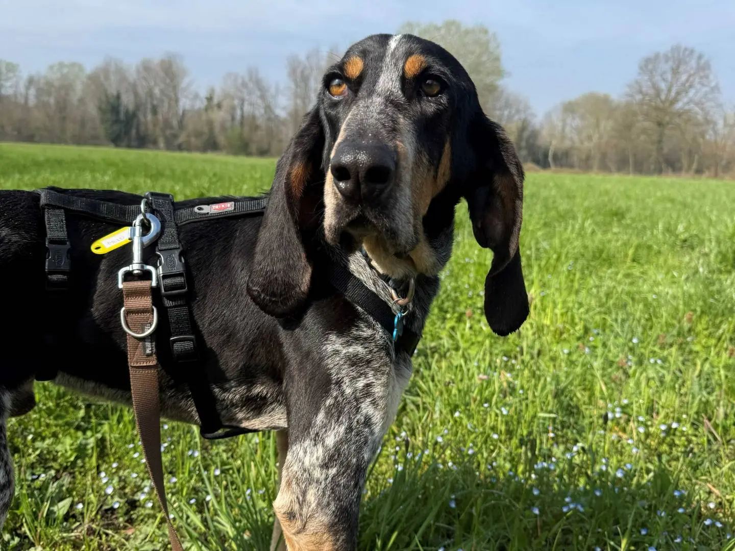 Adotta un cane, maschio, 8 anni e 9 mesi, Milano