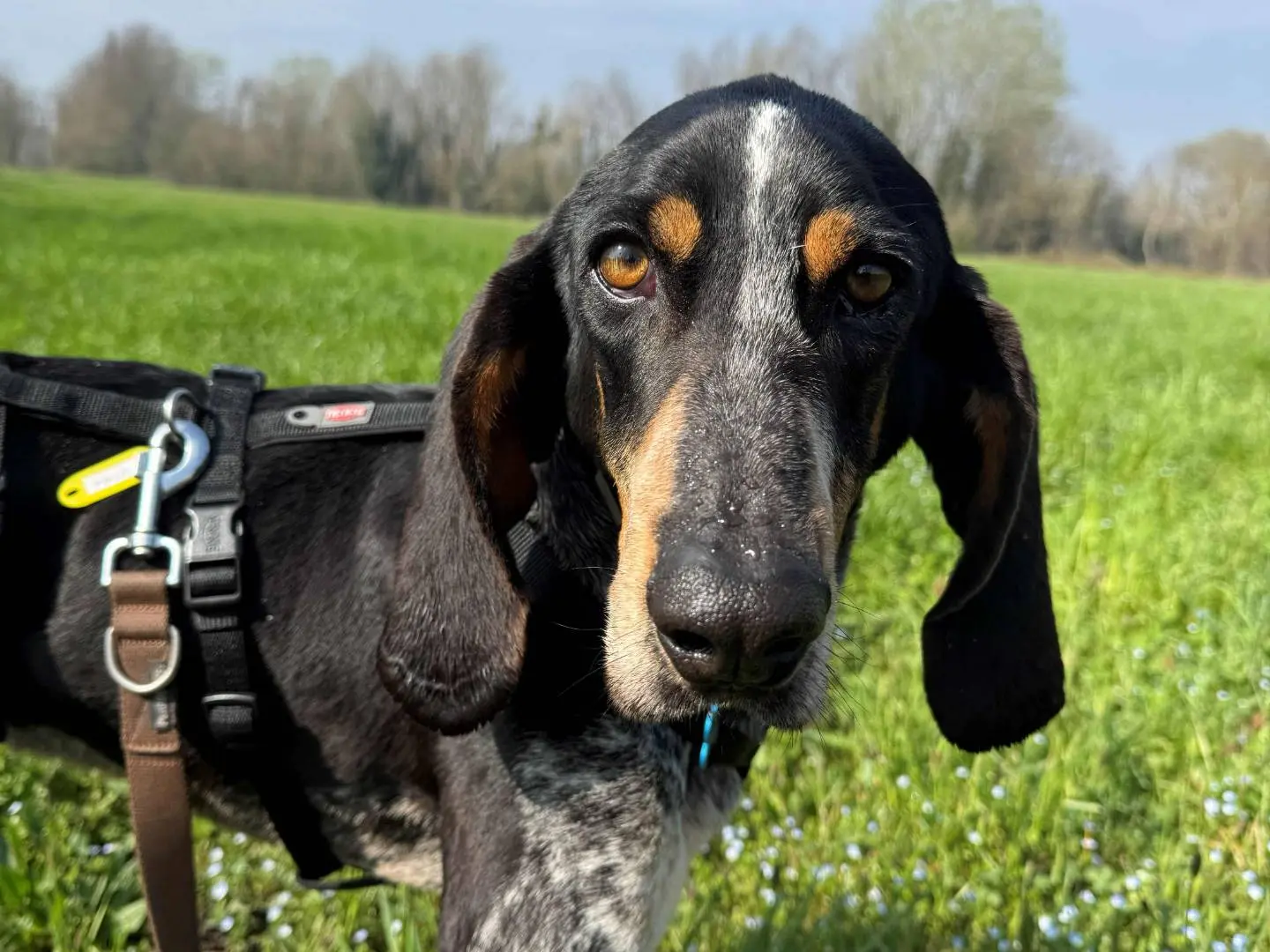 Adozione cane, maschio, Razza sconosciuta Razza sconosciuta, 8 anni e 9 mesi, taglia media contenuta, Milano