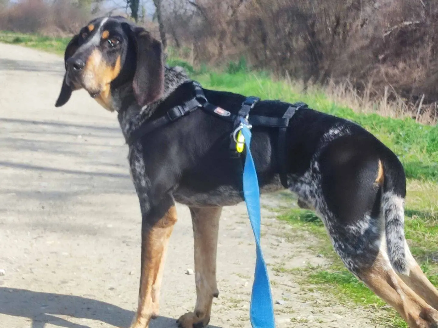 Adotta un cane, taglia media contenuta, maschio, Milano