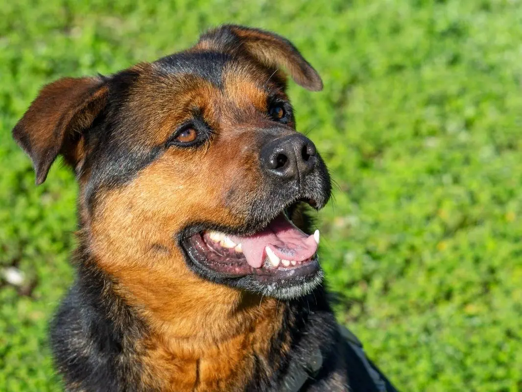 Adotta il cane DEA a Bari