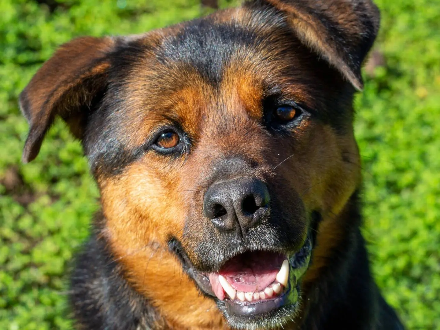 Vuoi adottare un cane a Bari?