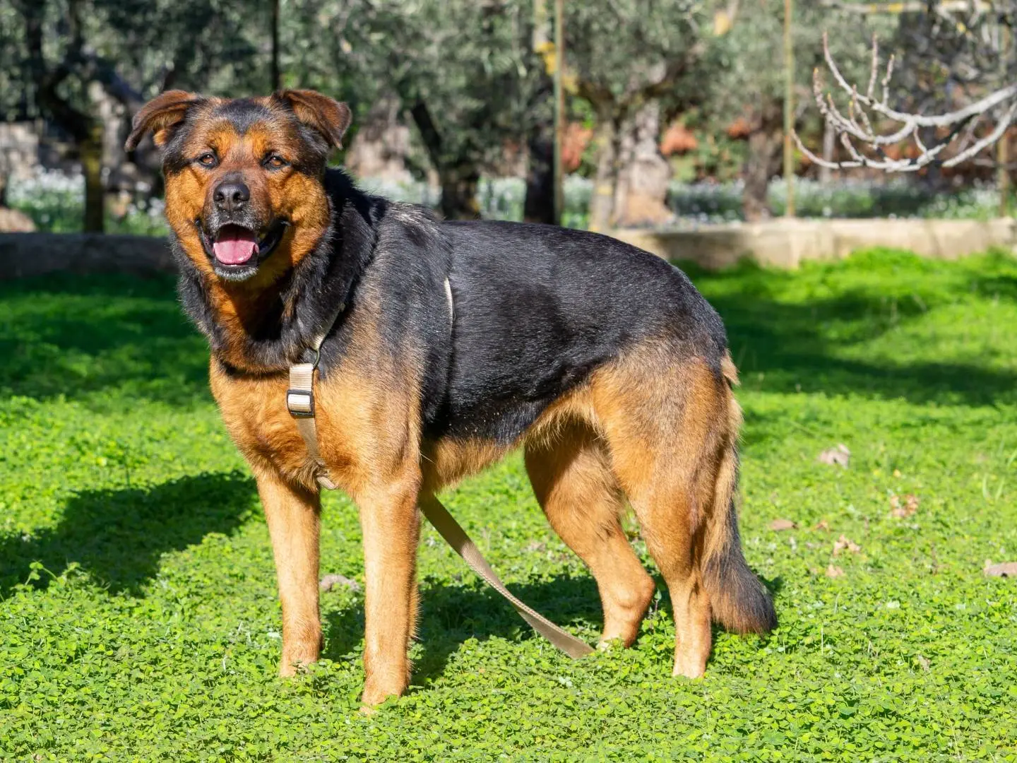 Adotta un cane, taglia grande, femmina, Bari