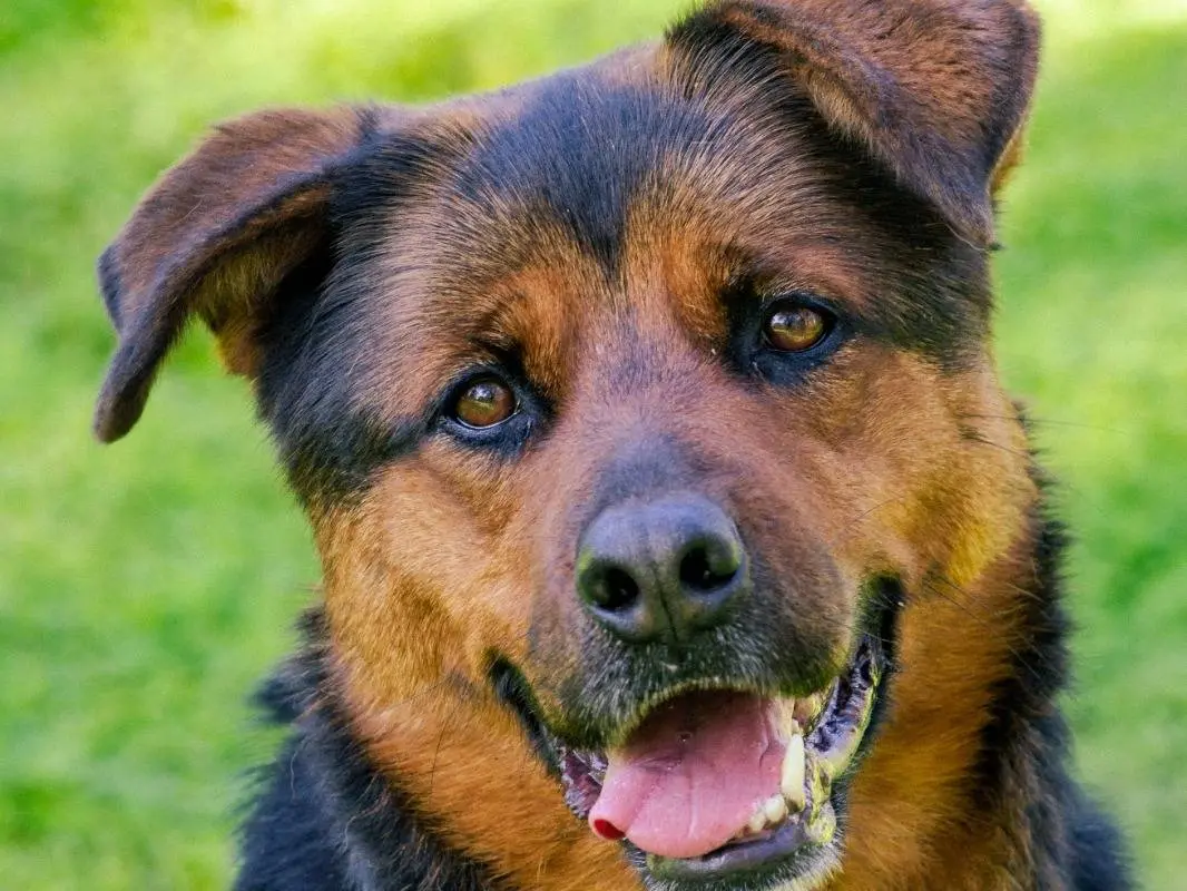 Adozione cane, femmina, Razza sconosciuta Rottweiler, 6 anni e 8 mesi, taglia grande, Bari