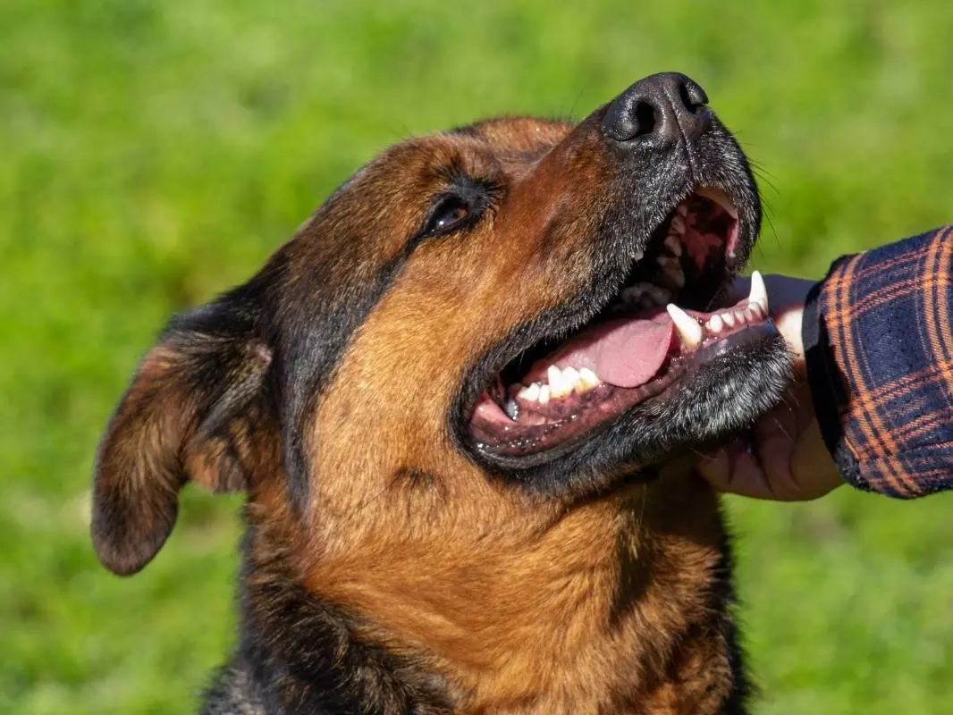 Adotta un cane, femmina, 6 anni e 8 mesi, Bari