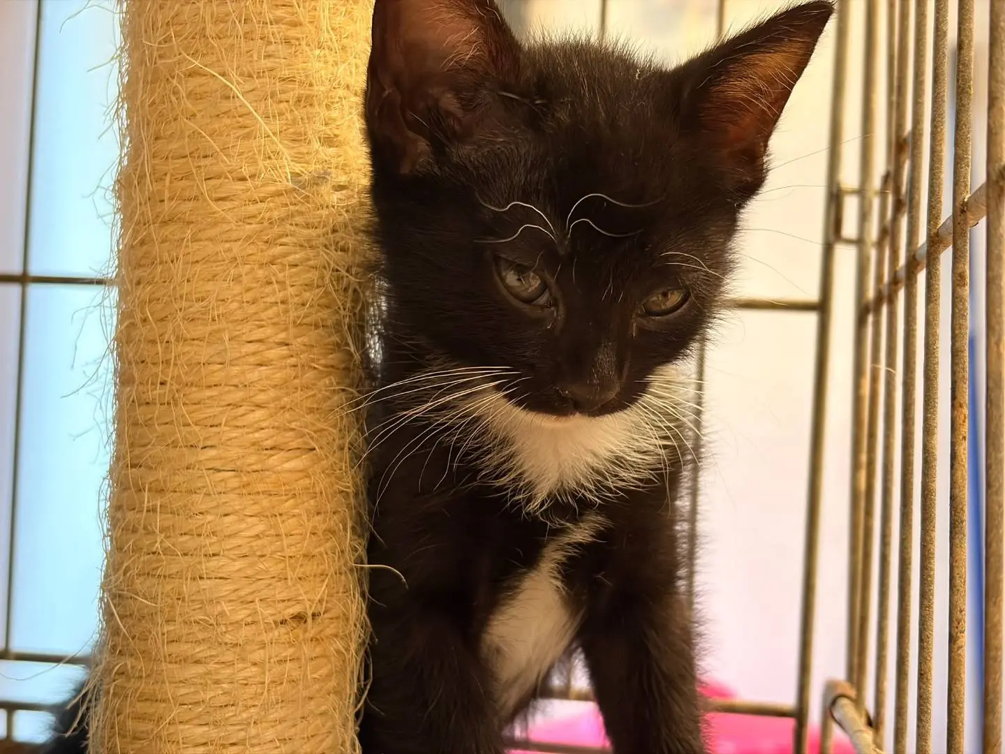 Adozione gatto, femmina, Razza sconosciuta Razza sconosciuta, 2 mesi, taglia non valida, Asti