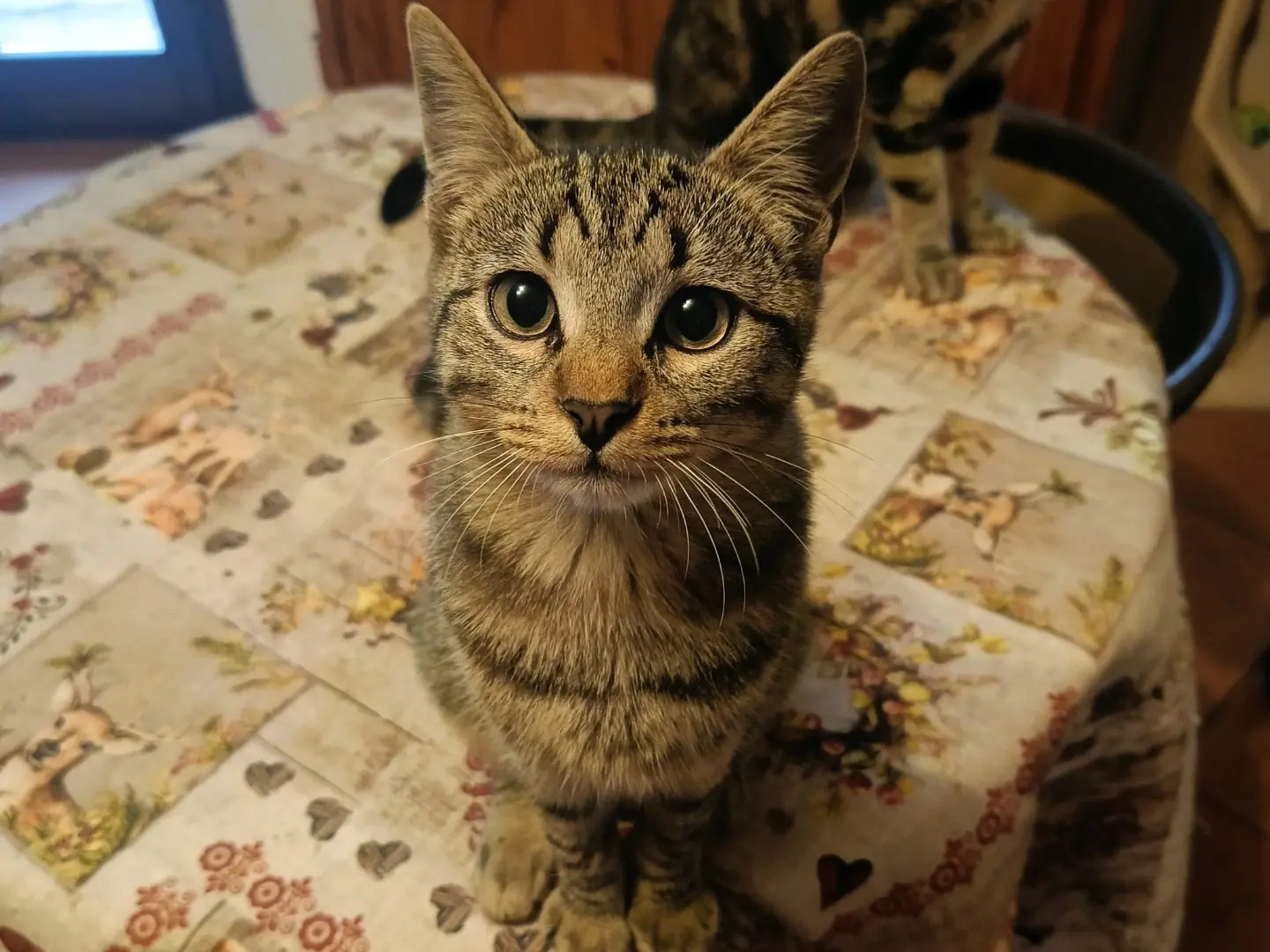 Adozione gatto, maschio, Razza sconosciuta Razza sconosciuta, 5 mesi, taglia non valida, Brescia