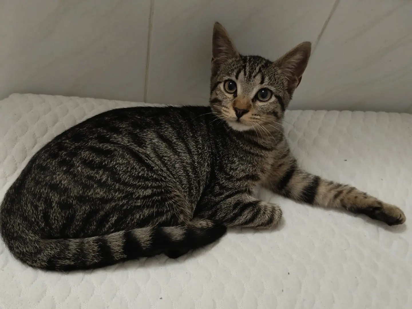 Adotta un gatto, taglia non valida, maschio, Brescia