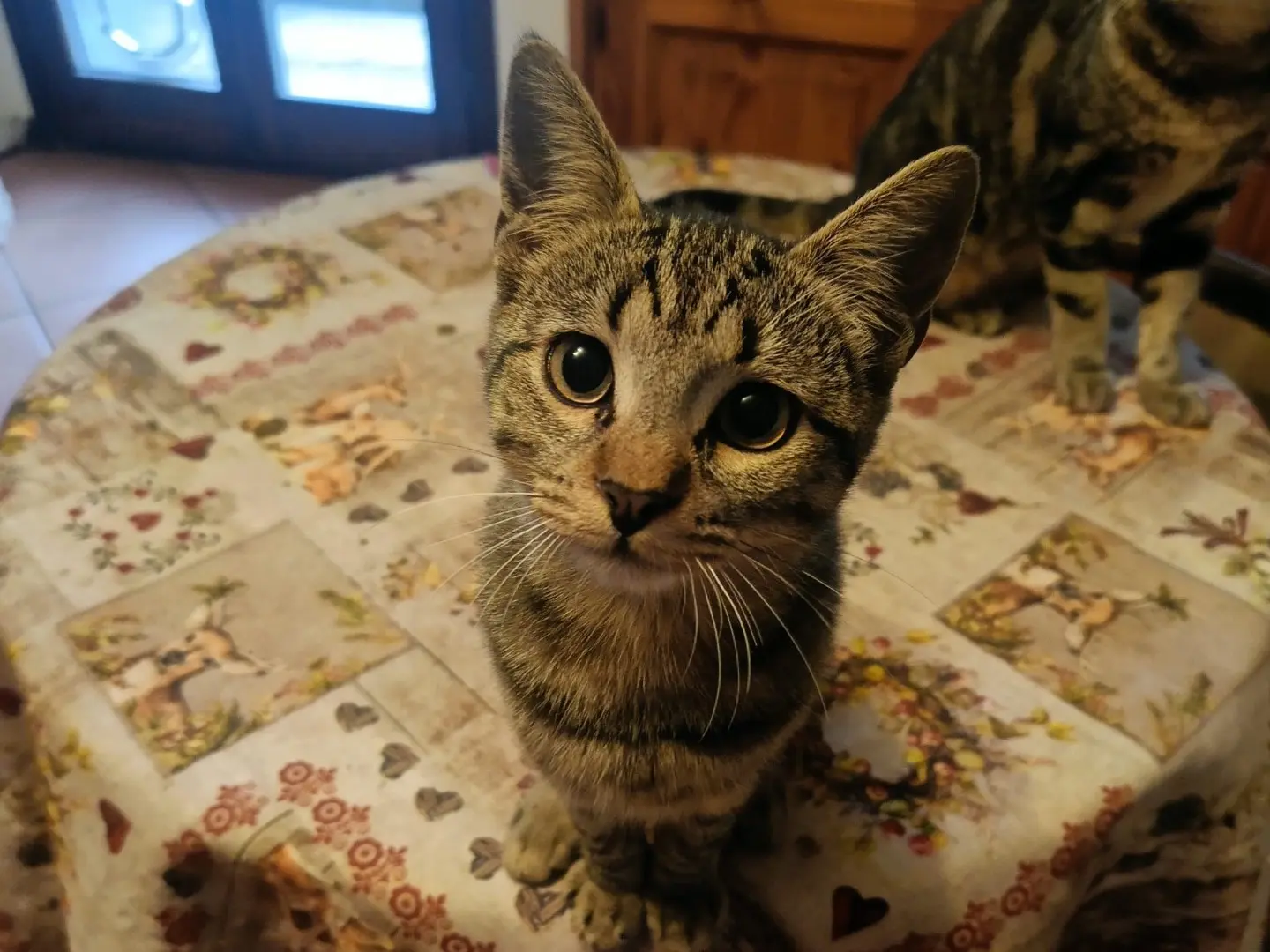 Adotta un gatto, maschio, 5 mesi, Brescia