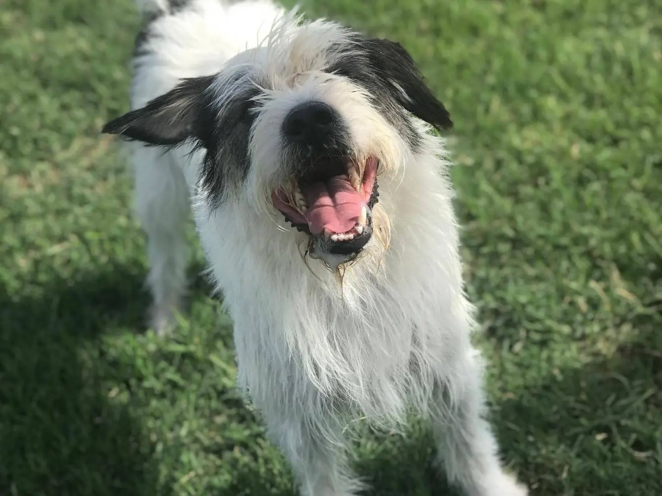 Adotta un cane, maschio, 7 anni e 1 mese, Latina