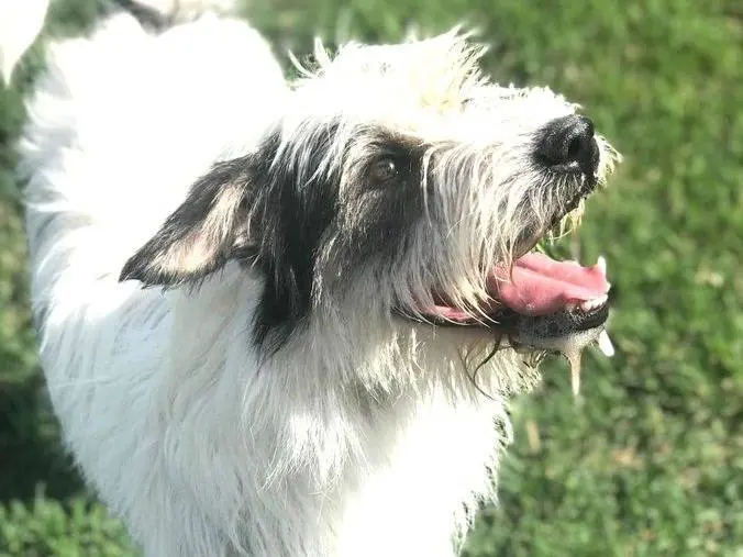 Adozione cane, maschio, Spinone, 7 anni e 1 mese, taglia media contenuta, Latina