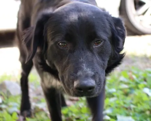 Vuoi adottare un cane a Reggio?