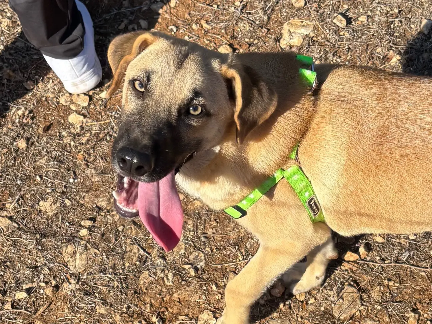 Adozione cane, maschio, Razza sconosciuta Razza sconosciuta, 6 mesi, taglia media contenuta, Taranto
