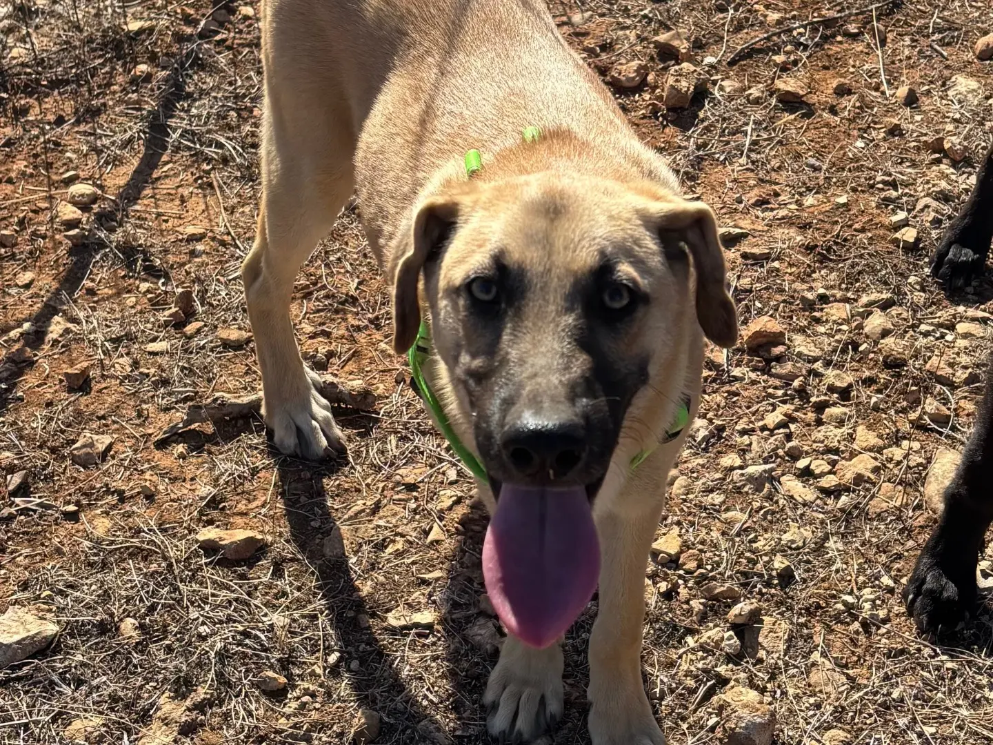 Adotta un cane, maschio, 6 mesi, Taranto