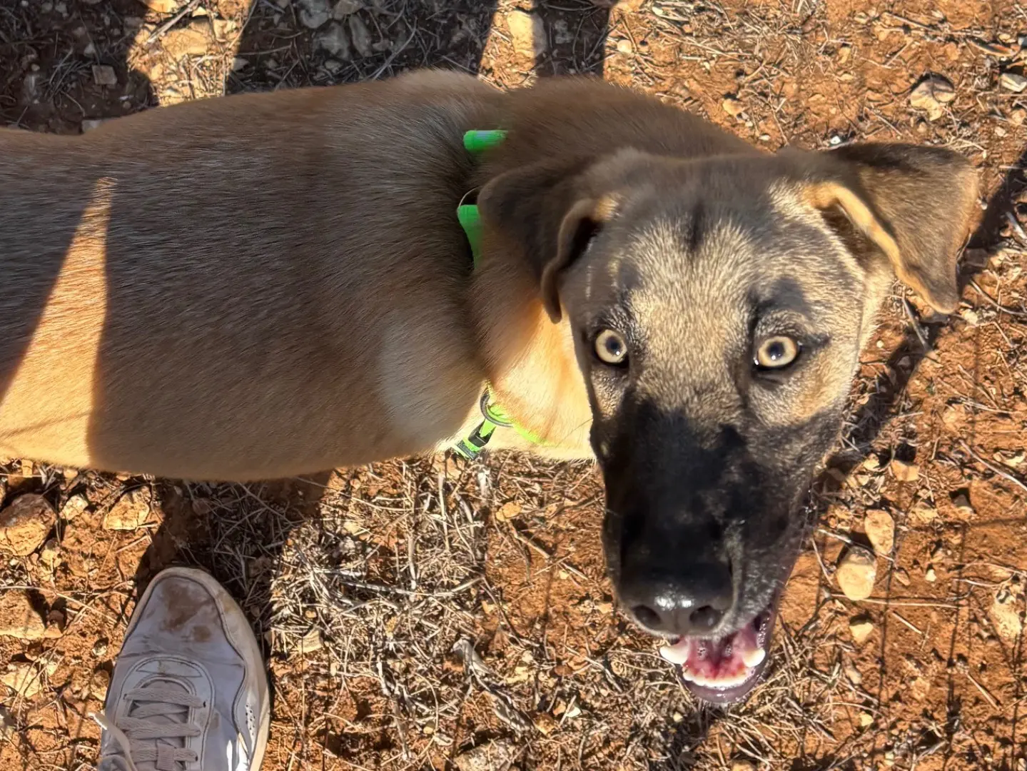 Adotta un cane, taglia media contenuta, maschio, Taranto