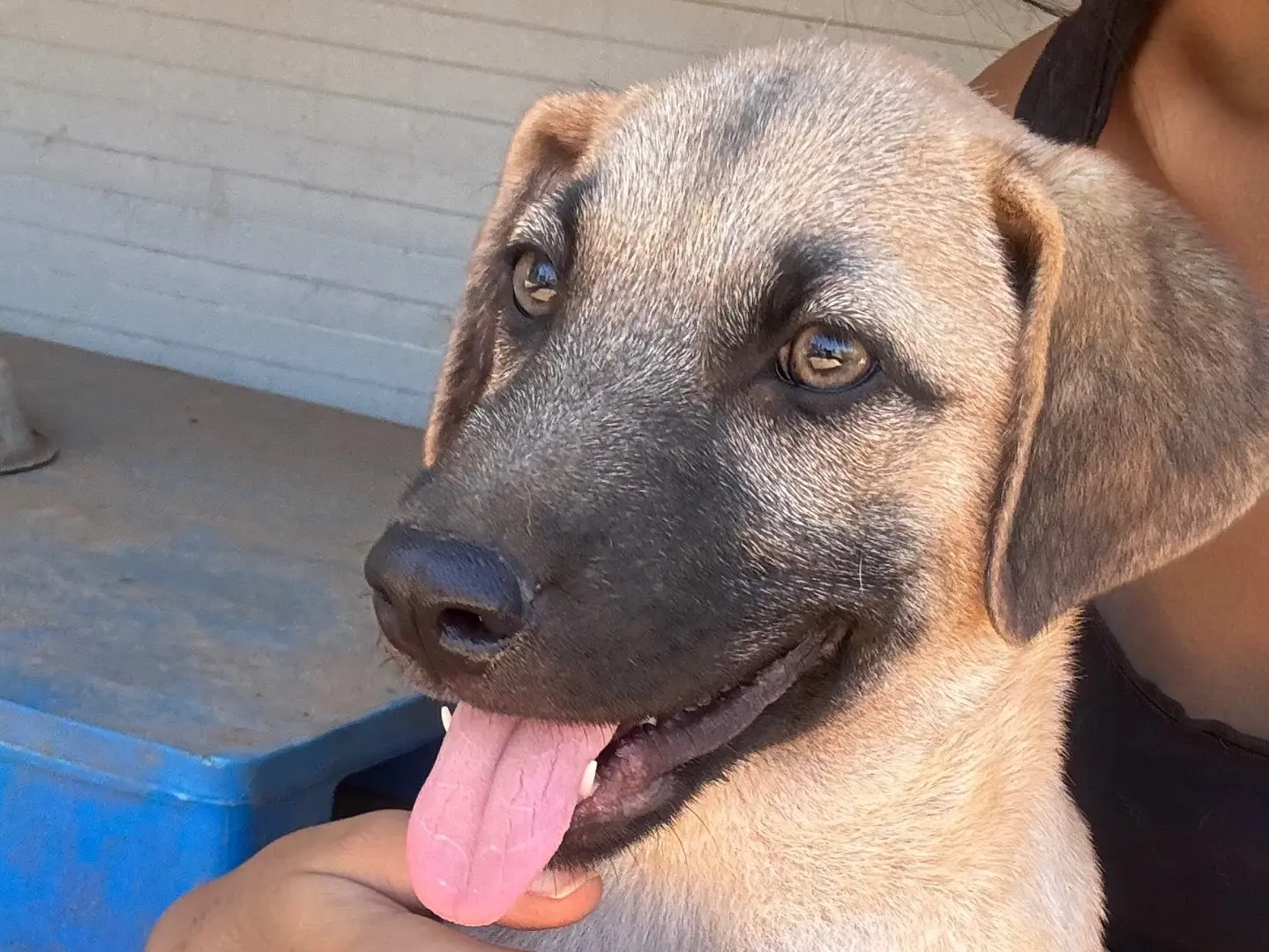 Vuoi adottare un cane a Taranto?
