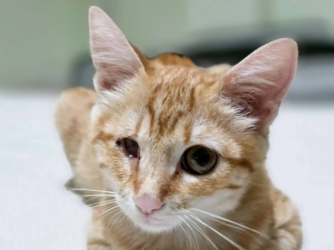 Adotta un gatto, femmina, 3 mesi, Napoli